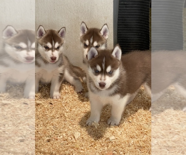 Medium Photo #5 Siberian Husky Puppy For Sale in FRESNO, CA, USA