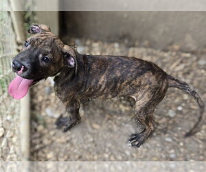 Rocko - Male Bullmastiff-Unknown Mix Dog for Adoption - Photo #3