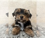 Small #6 Yorkshire Terrier