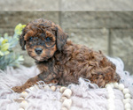 Small Photo #9 Poodle (Miniature) Puppy For Sale in WOLCOTTVILLE, IN, USA