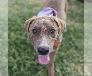 QUEEN ANN - Female Labrador Retriever-Unknown Mix Dog for Adoption - Photo #2