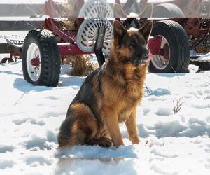 Father of the German Shepherd Dog puppies born on 01/20/2026
