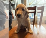 Puppy Black collar Golden Retriever