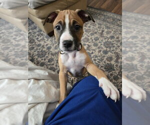 Mutt Dogs for adoption in Evansville, IN, USA