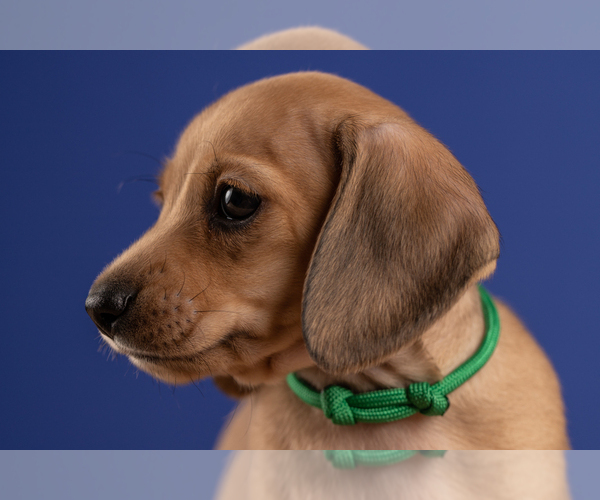 Medium Photo #30 Dachshund Puppy For Sale in CROWLEY, TX, USA