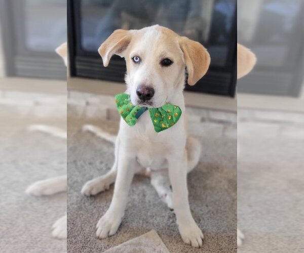 Medium Photo #11 Labrador Retriever Puppy For Sale in Spring, TX, USA