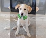 Small Photo #11 Labrador Retriever Puppy For Sale in Spring, TX, USA