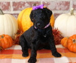 Puppy Cinder Goldendoodle