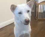 Small Photo #1 Jindo Dog Puppy For Sale in CARROLLTON, TX, USA