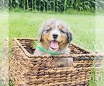 Small #3 Bernedoodle (Miniature)
