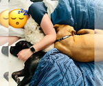 Small #5 American Pit Bull Terrier Mix