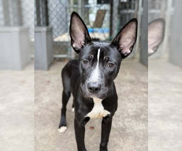 Medium Photo #3 Mutt Puppy For Sale in Crete, IL, USA