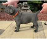 Puppy Anesia Cane Corso