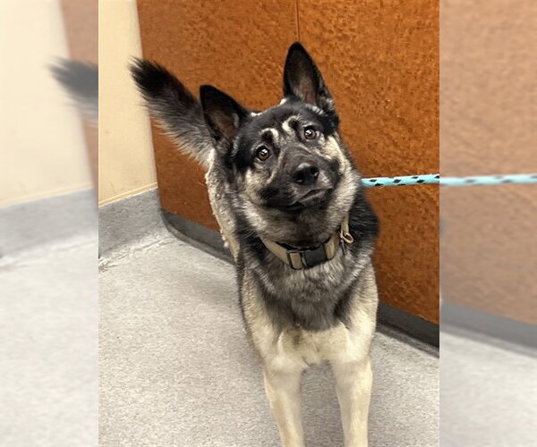 Medium Photo #2 German Shepherd Dog Puppy For Sale in Rancho Cucamonga, CA, USA