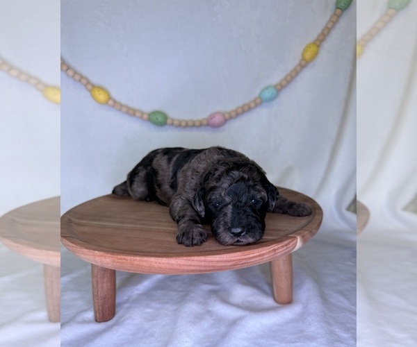 Medium Photo #1 Goldendoodle (Miniature) Puppy For Sale in OWENSVILLE, IN, USA