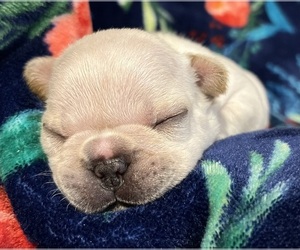 French Bulldog Puppy for sale in BOLIVAR, MO, USA