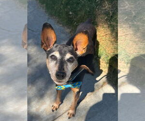Miniature Pinscher Dogs for adoption in Newport Beach, CA, USA