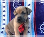 Small #2 Cane Corso