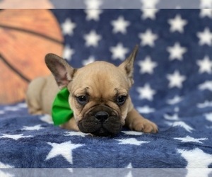 French Bulldog Puppy for sale in LANCASTER, PA, USA