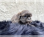 Small #20 Shih Tzu