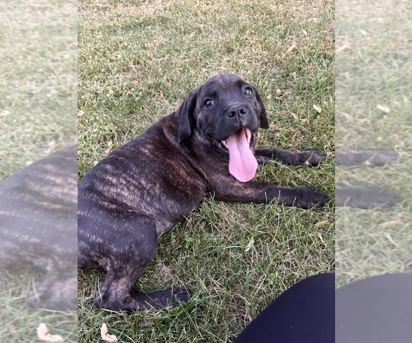 Medium Photo #1 Cane Corso Puppy For Sale in FORT WAYNE, IN, USA