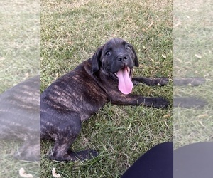 Medium Cane Corso