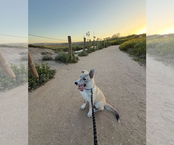 Medium Photo #2 Huskies -Unknown Mix Puppy For Sale in Dana Point, CA, USA