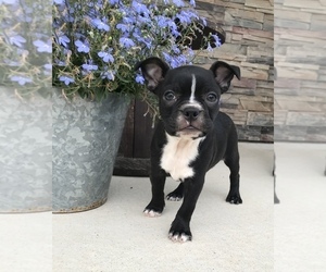 Boston Terrier Puppy for sale in COAL CITY, IN, USA