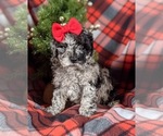 Small Photo #5 Poodle (Toy)-ShihPoo Mix Puppy For Sale in LINCOLN UNIV, PA, USA