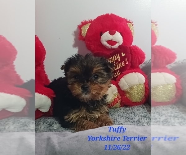 Medium Photo #2 Yorkshire Terrier Puppy For Sale in SHIPSHEWANA, IN, USA