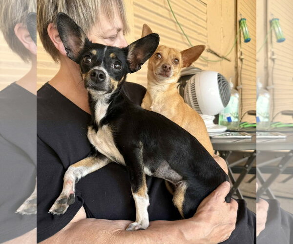 Medium Photo #1 Chihuahua-Unknown Mix Puppy For Sale in Phoenix, AZ, USA