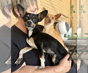 Chihuahua-Unknown Mix Dogs for adoption in Phoenix, AZ, USA