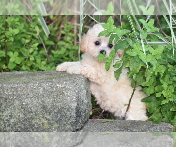 Medium Photo #5 Bichpoo Puppy For Sale in ELDORADO, OH, USA