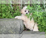 Small #4 Bichpoo
