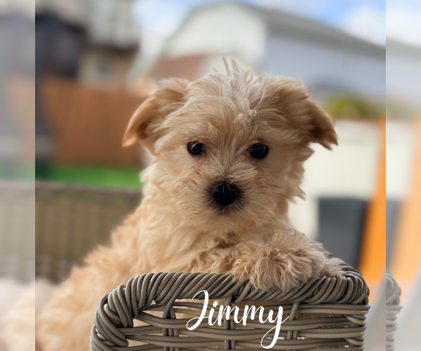 Medium Photo #4 Morkie Puppy For Sale in ADDISON, IL, USA