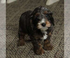 Cockapoo-Poodle (Miniature) Mix Puppy for sale in GAP, PA, USA