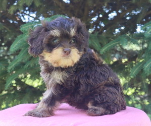 Cavapoo Puppy for Sale in THORP, Wisconsin USA