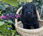 Small #4 Black Russian Terrier