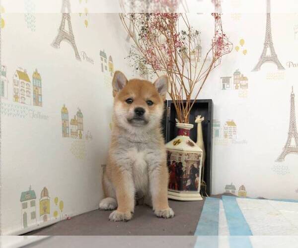 Medium Photo #3 Shiba Inu Puppy For Sale in DALLAS, TX, USA