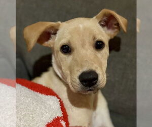 Labrador Retriever-Unknown Mix Dogs for adoption in Jefferson, NJ, USA