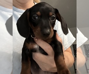Dachshund Puppy for Sale in NORTH PORT, Florida USA