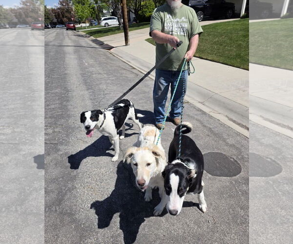 Medium Photo #32 Huskies -Unknown Mix Puppy For Sale in Sandy, UT, USA
