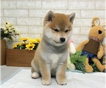 Small Photo #9 Shiba Inu Puppy For Sale in MANHATTAN, NY, USA