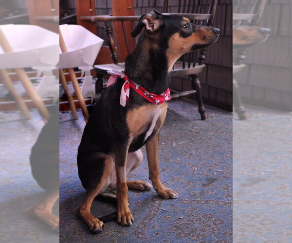 Medium Photo #2 Miniature Pinscher-Whippet Mix Puppy For Sale in Salt Lake City, UT, USA