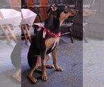 Small #1 Mutt