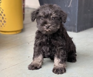 Schnauzer (Miniature) Puppy for sale in EASLEY, SC, USA