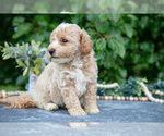 Small #2 Poodle (Miniature)