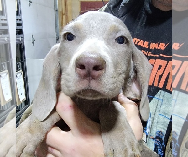 Medium Photo #1 Weimaraner Puppy For Sale in BERESFORD, SD, USA