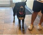 JENNIE - Female Borador Dog for Adoption - Small photo