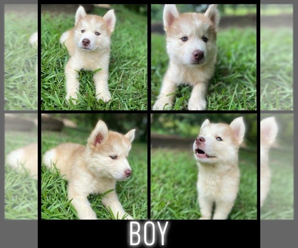 Medium Photo #3 Siberian Husky Puppy For Sale in TALLAPOOSA, GA, USA